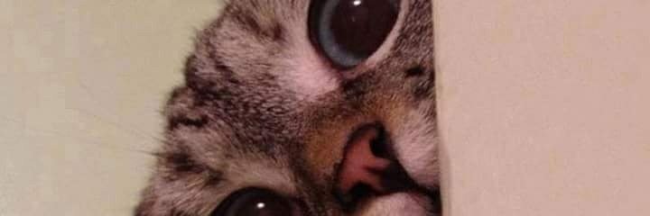 its__pineapple's profile banner image