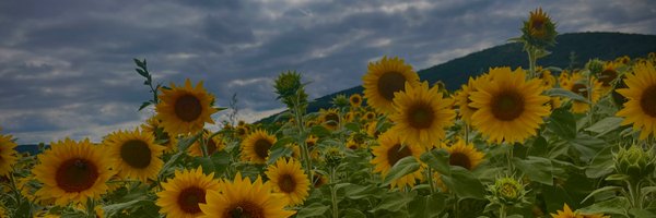 MirCWalsh Profile Banner