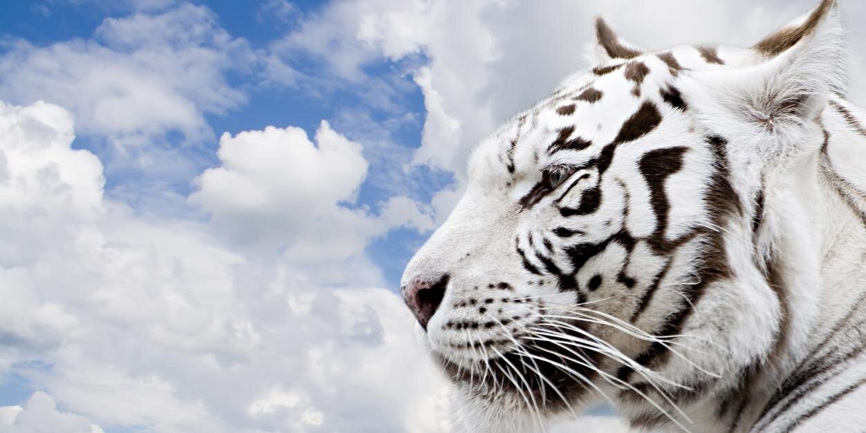 ThePurrverted's profile banner image