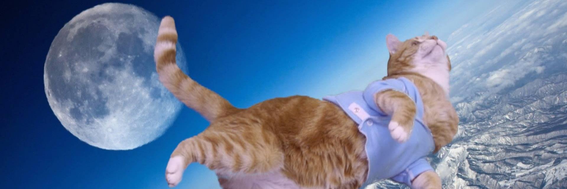 felixgrodd's profile banner image