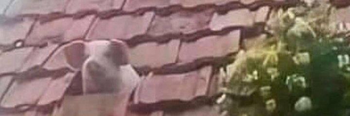 Snak3_eater's profile banner image