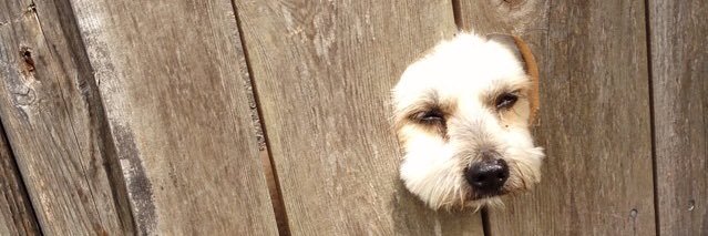 lambchops_5's profile banner image