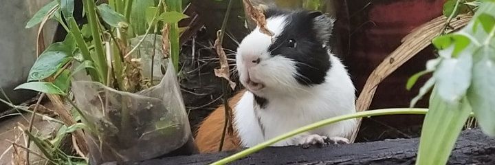 AnahiPortillo96's profile banner image