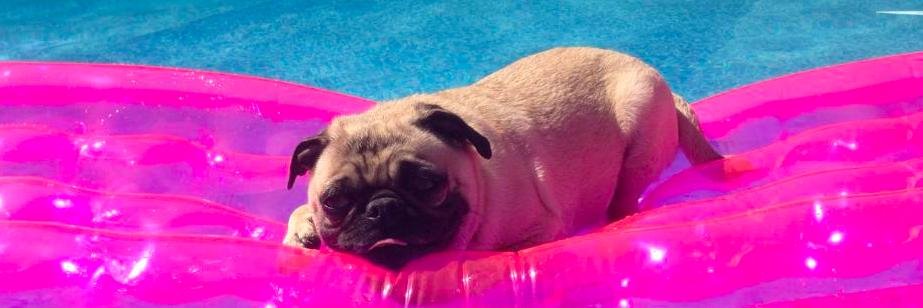 MONSTER MEESH banner