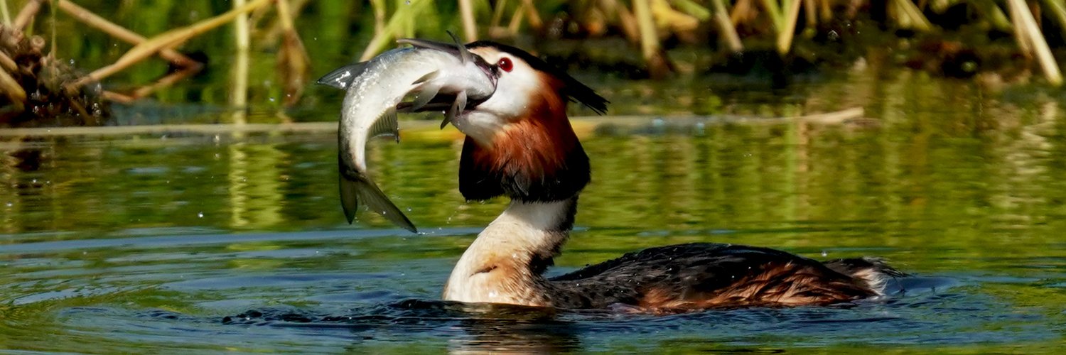 Biodiversity and Green Foundation banner