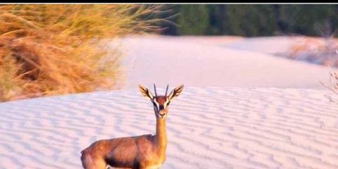 إااالريم🕊️ banner