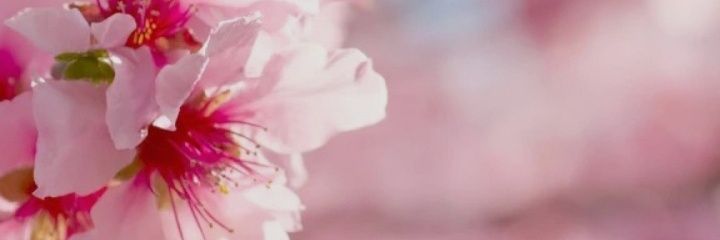 esheschail's profile banner image