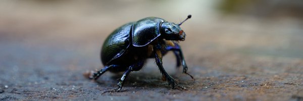 Geotrupes_ Profile Banner