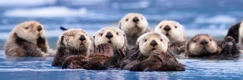 Otter_Emergency's profile banner image