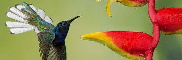 periwinkleiris's profile banner image
