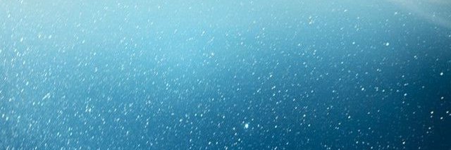 🐝 ani rey 🌕's banner