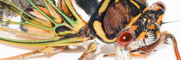 misomiso_zemi Profile Banner