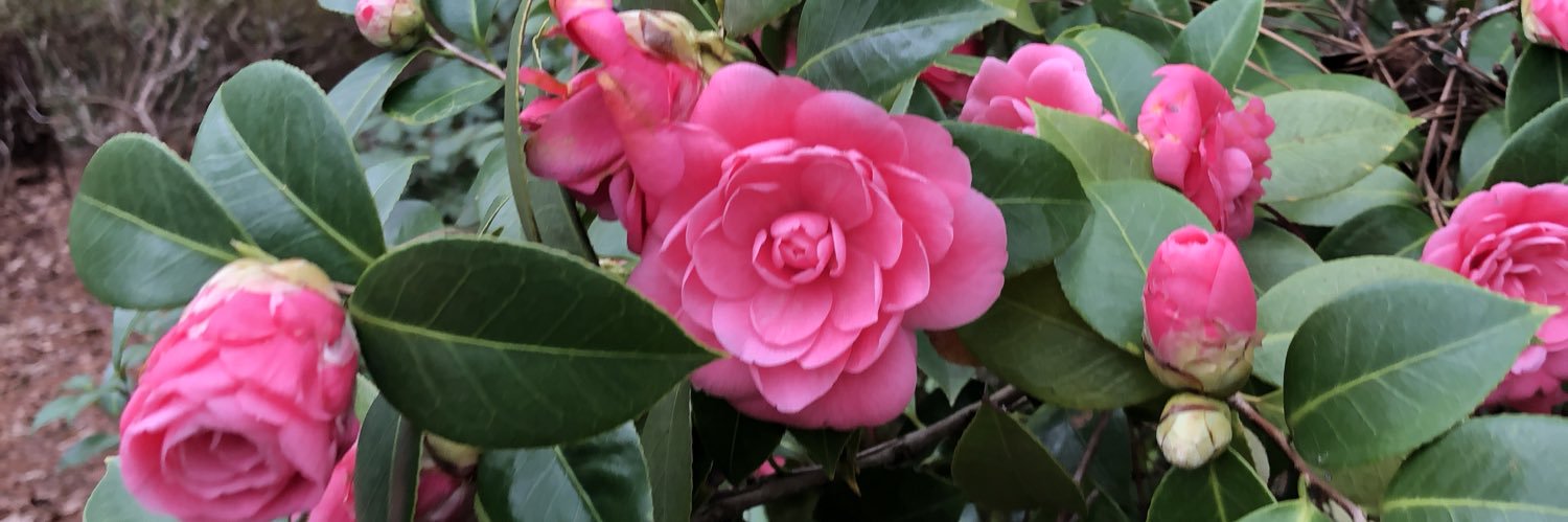 SewPurlSouthern's profile banner image