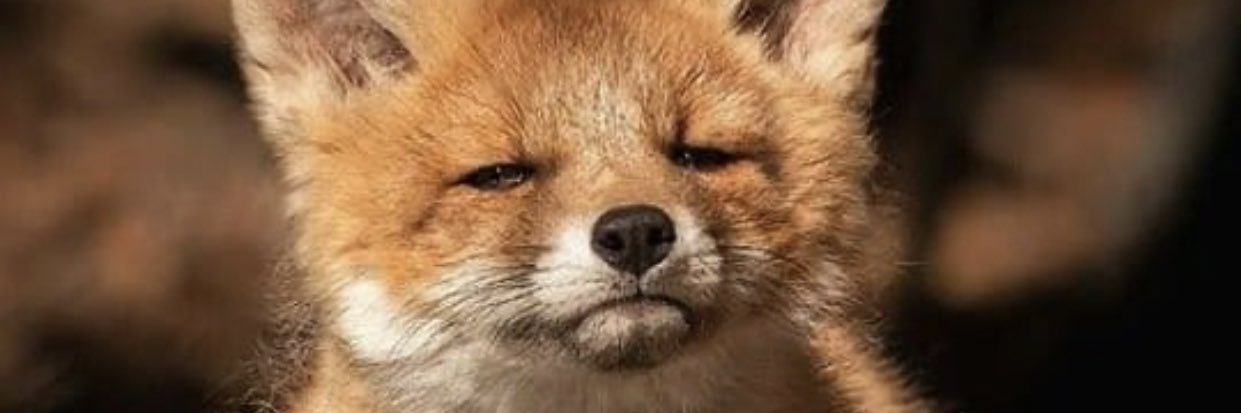 ecovskii's profile banner image
