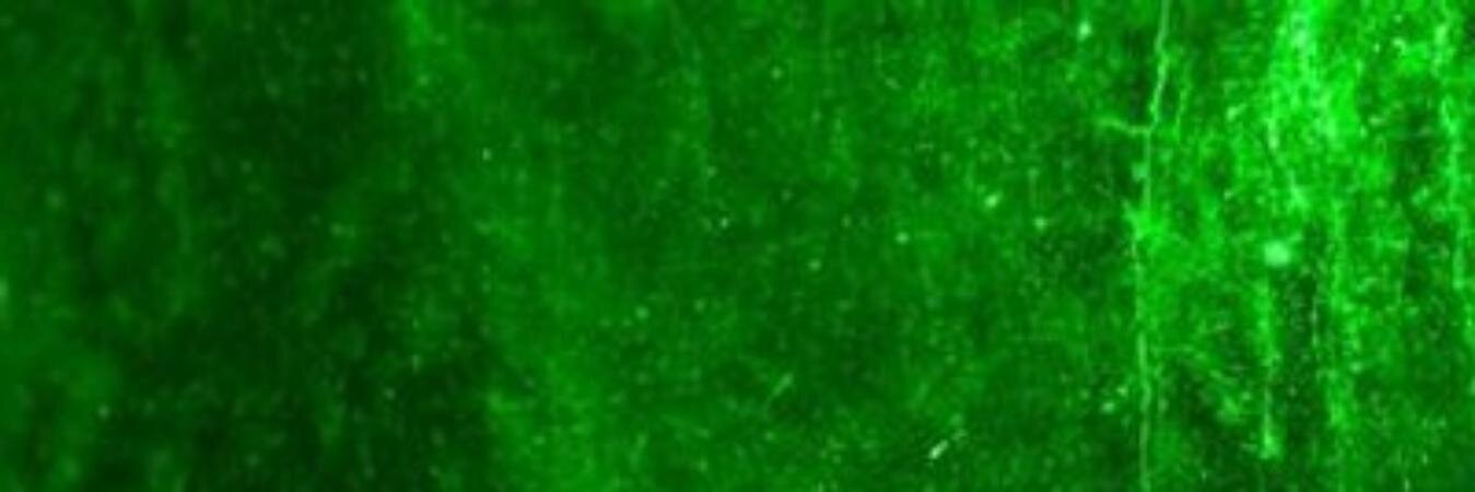 Politoleri's profile banner image