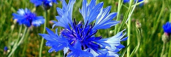 Helqa Valoshka banner