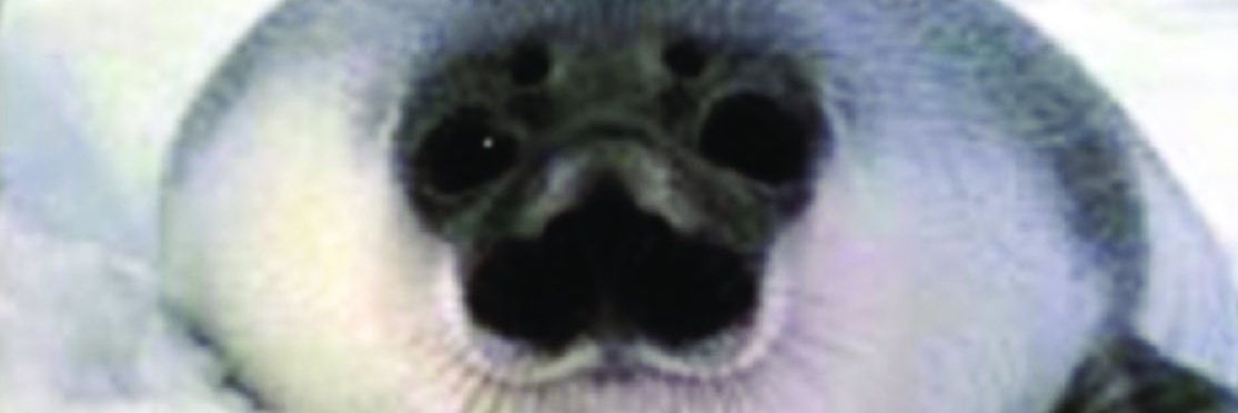 🦭 S M O V 🦑 banner