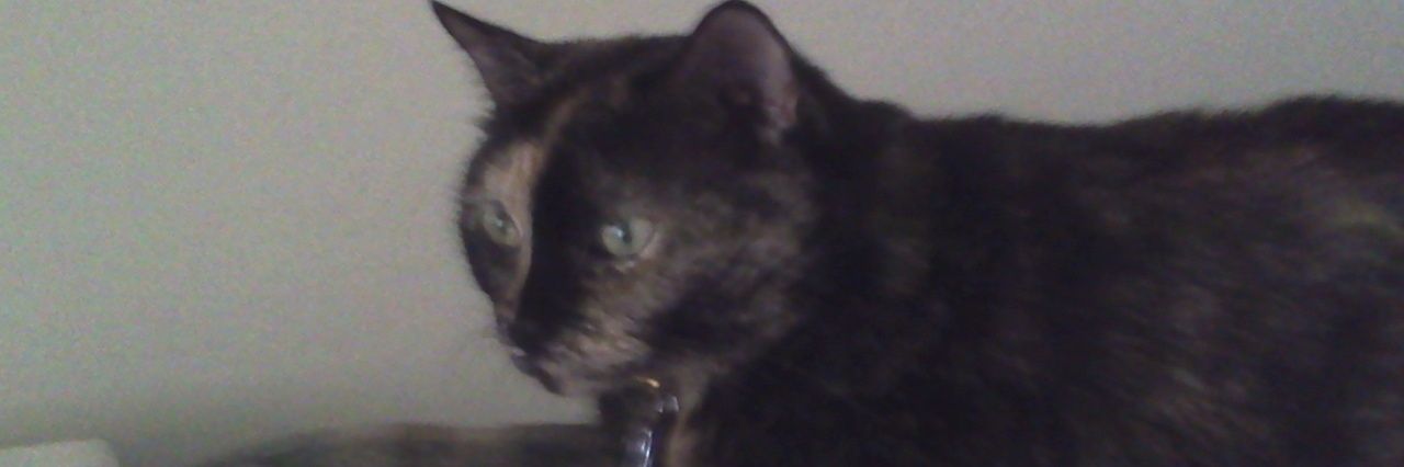 Angels Cinni, Oreo, and Hydrox banner