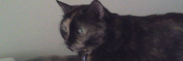 CinniMini2 Profile Banner
