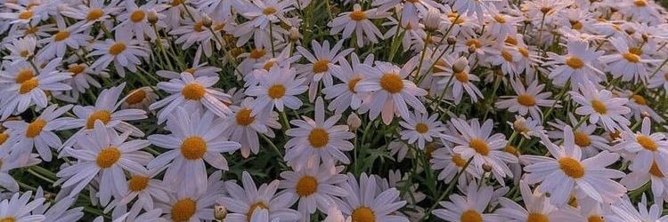 florpino85's profile banner image