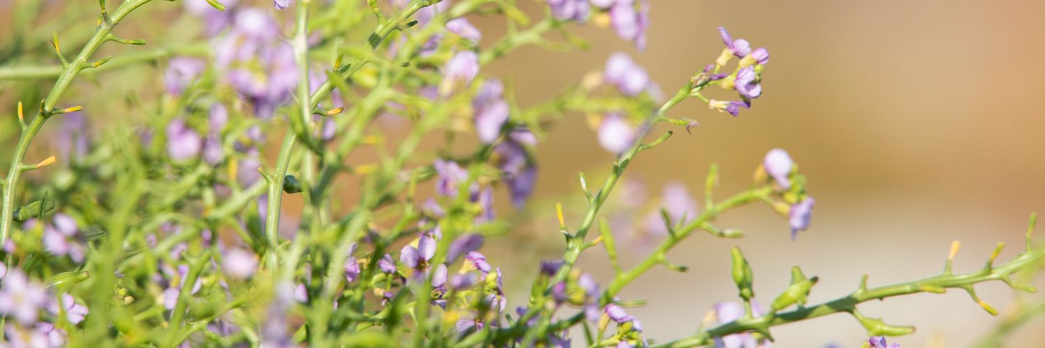 UnaxePictures banner