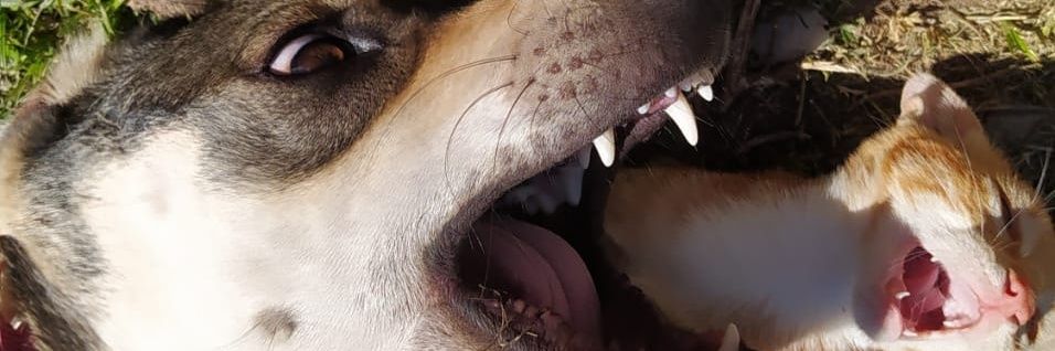 JuliSilv4's profile banner image