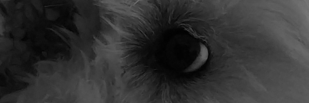 noootpp's profile banner image