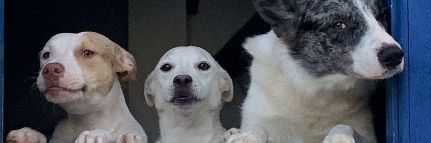 rodrigoscav's profile banner image