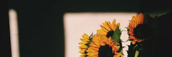 sunflow23002724 Profile Banner