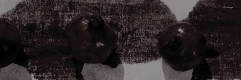 SALVATORE. banner