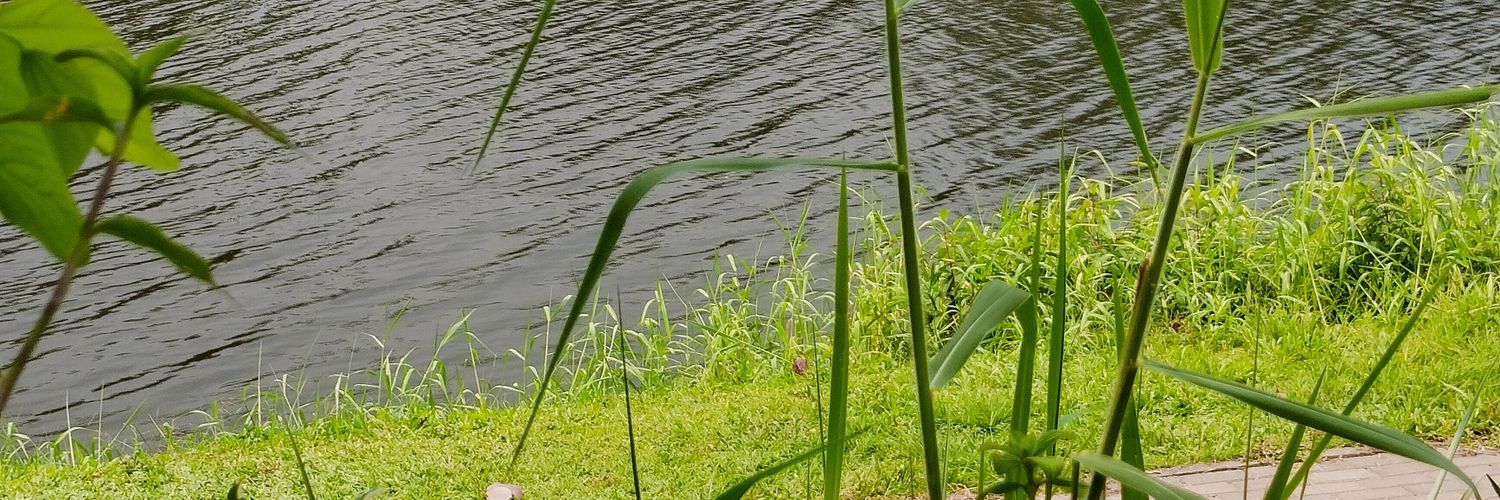 vlarillaila's profile banner image
