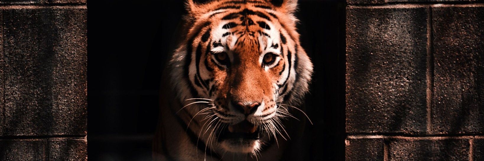 t_flion's profile banner image