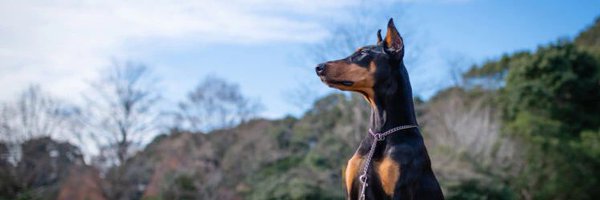 dogs photo🐶🐶 Profile Banner