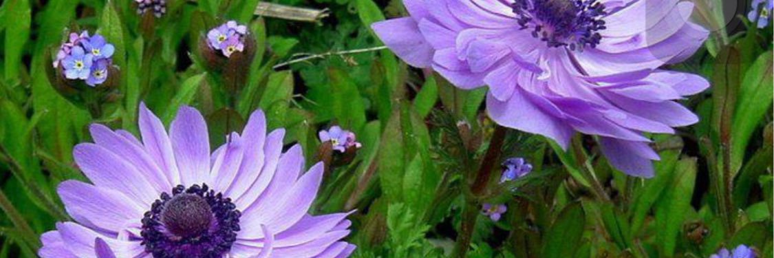ChicDaisy1's profile banner image
