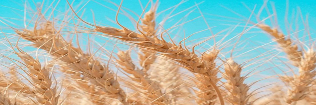 fertilizerindia's profile banner image