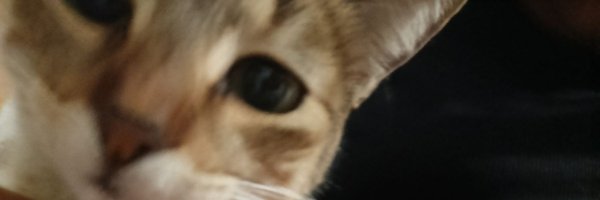 liiasintilde Profile Banner