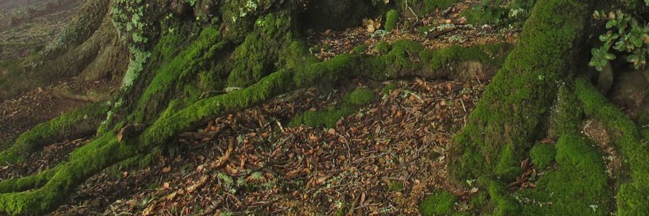 Winter Oak's banner