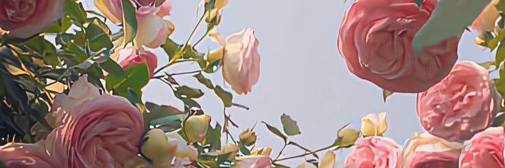 aleritw's profile banner image
