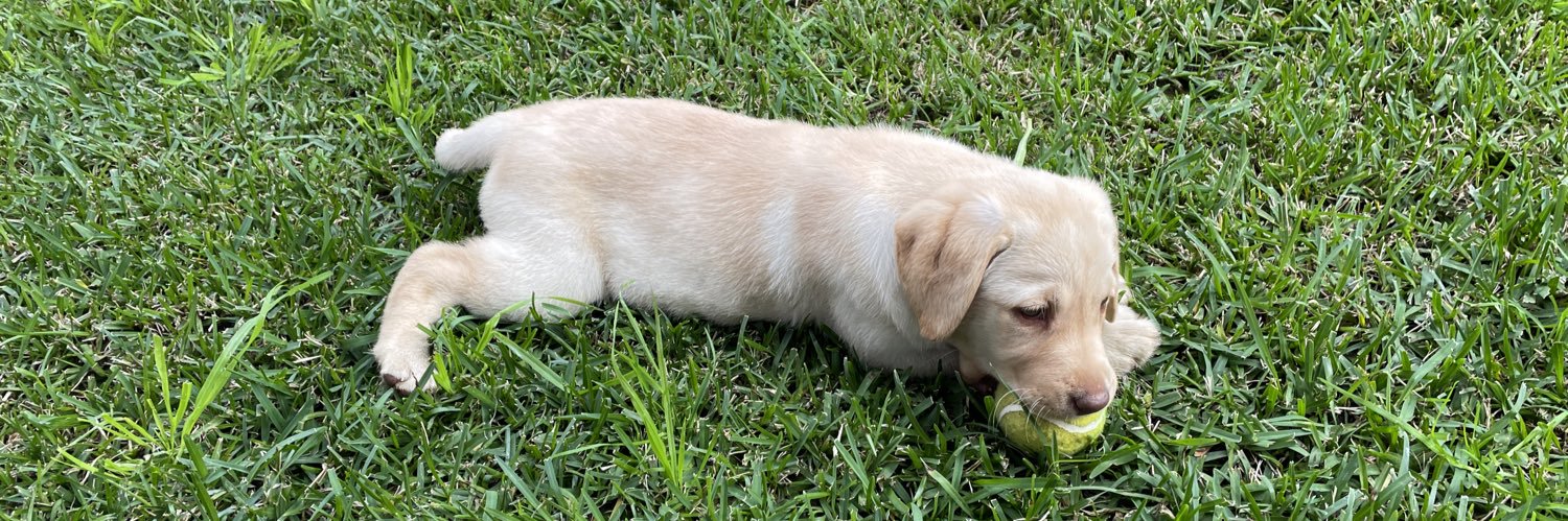 Prazzo🏆🏆🏆🏆 banner