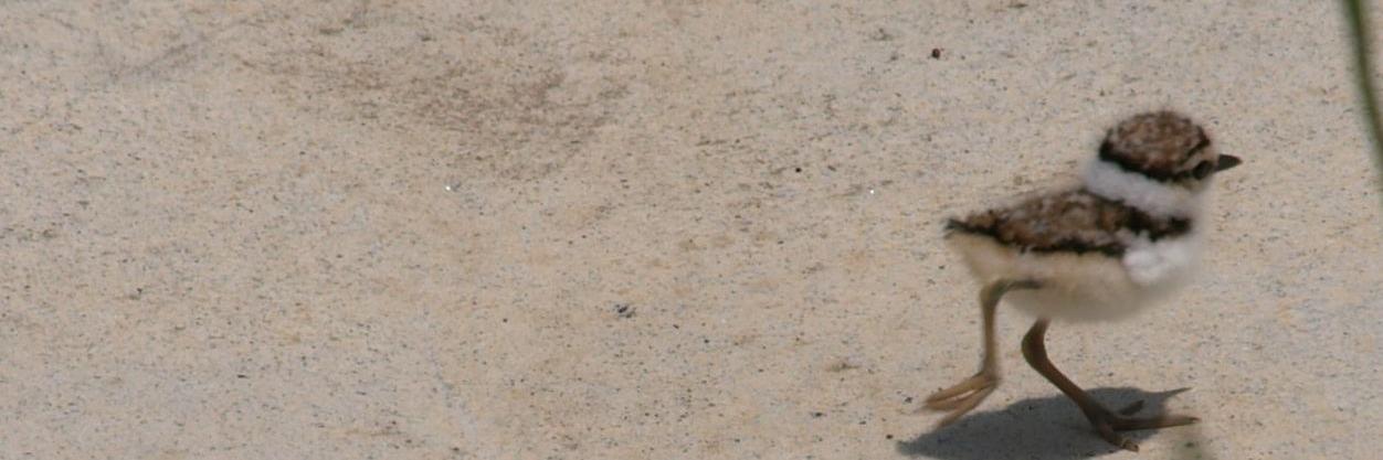 ねこどの（しばらく低浮上）'s banner