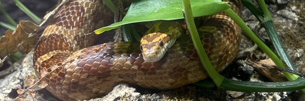 noxwarning Profile Banner