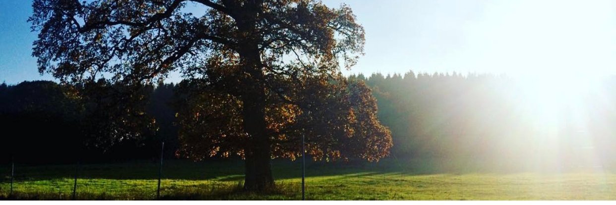 Paediatric Psychology SHSCT banner