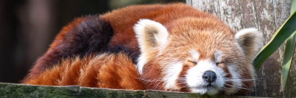 RedPanda75_'s profile banner image