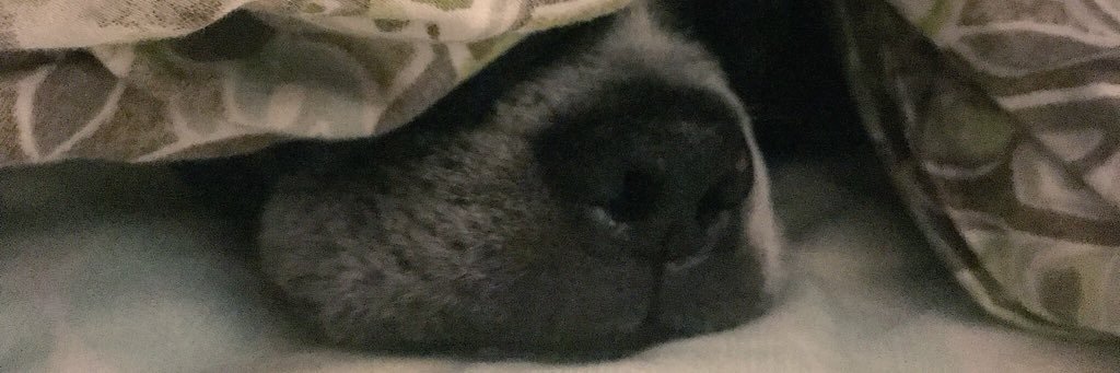beegibs's profile banner image