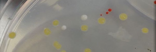 MicrobiotecBM Profile Banner