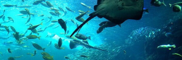 wideopen Profile Banner