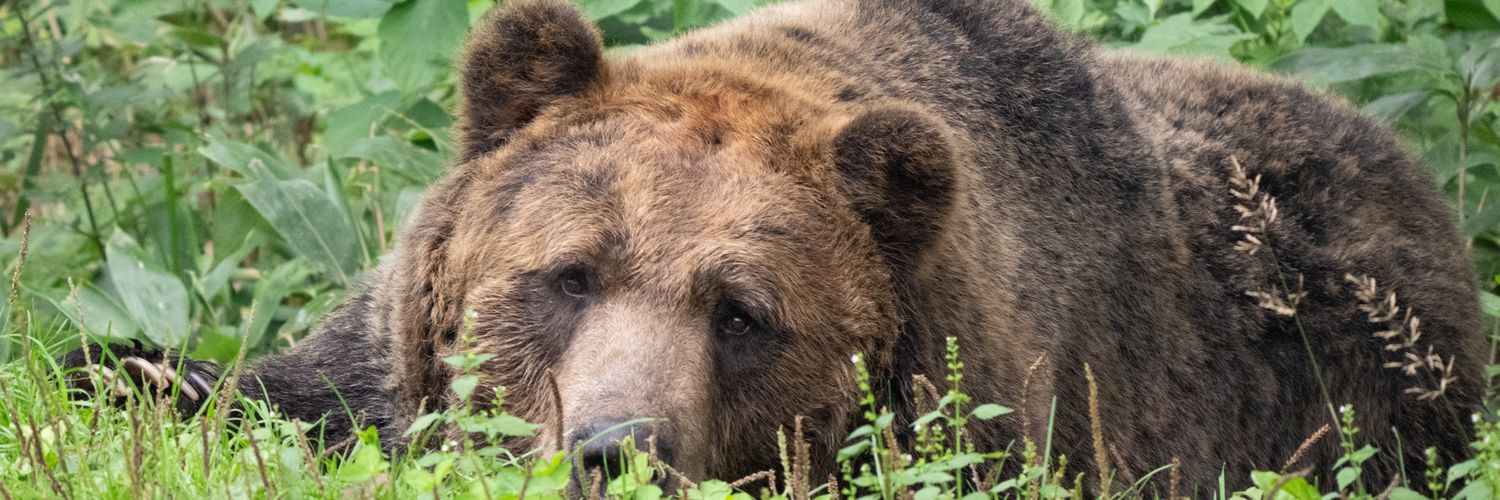 のぶクマ🐻羆と香辛料 banner