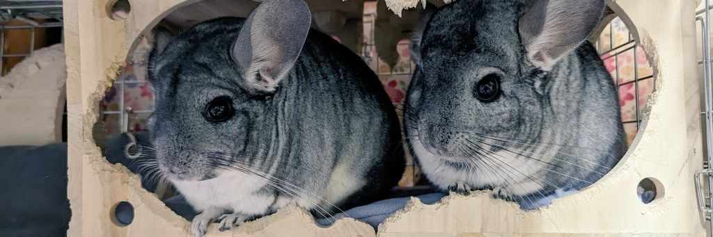 くま's banner