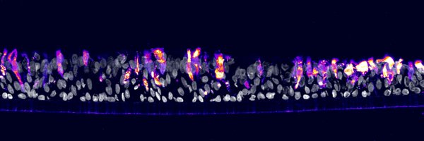 PaluckaLab Profile Banner