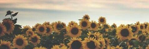 sandityarosa's profile banner image